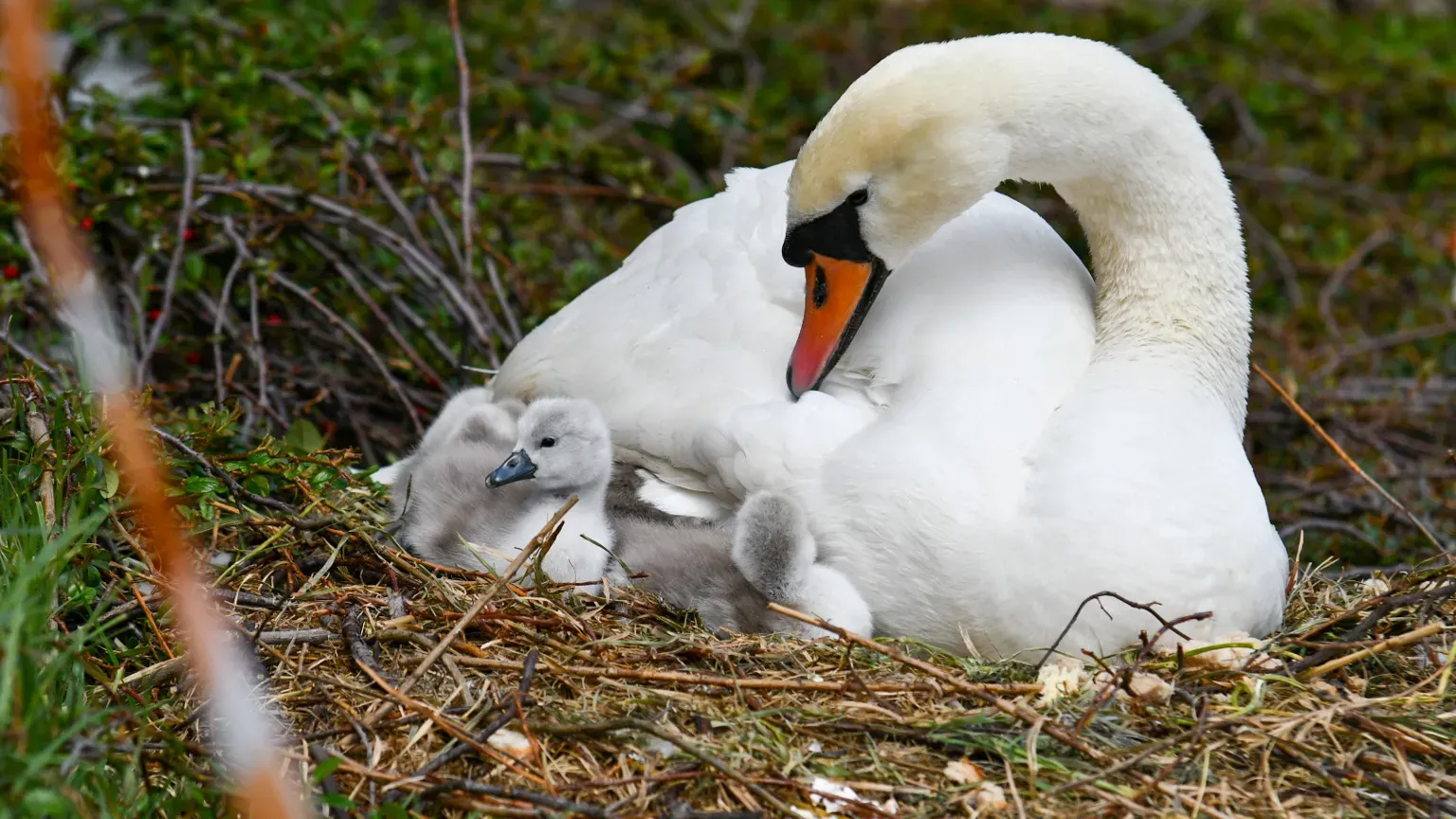 V Mariboru ponovno izginil labodji samec, poziv občini k ukrepanju