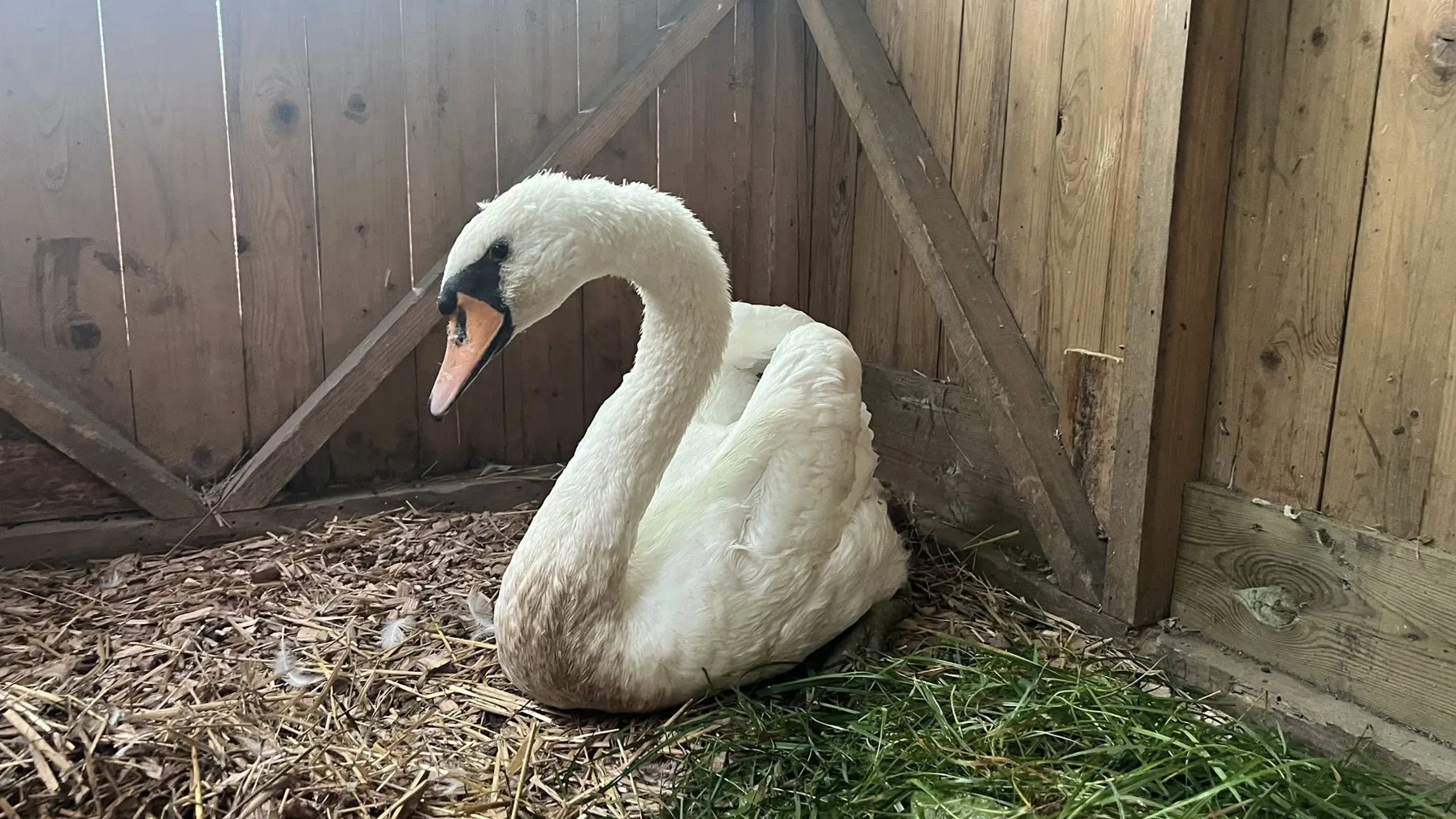 Po vseh težavah je poginila labodka Oli, ki je domovala na Lentu