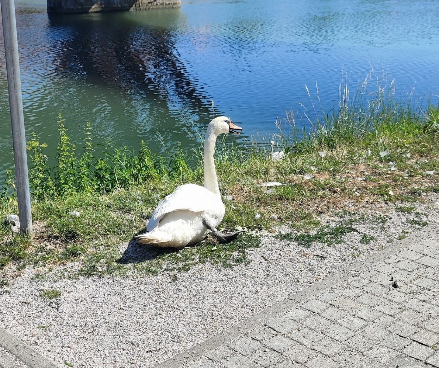 Invalidnemu labodu Oliju bodo danes postavili zaščitno ograjico