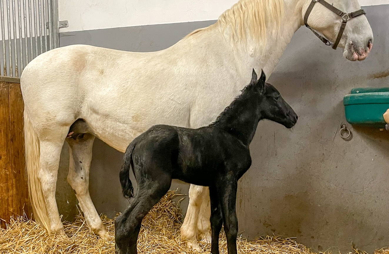 Vesela novica iz Lipice: na svet prišel pri letošnji žrebiček