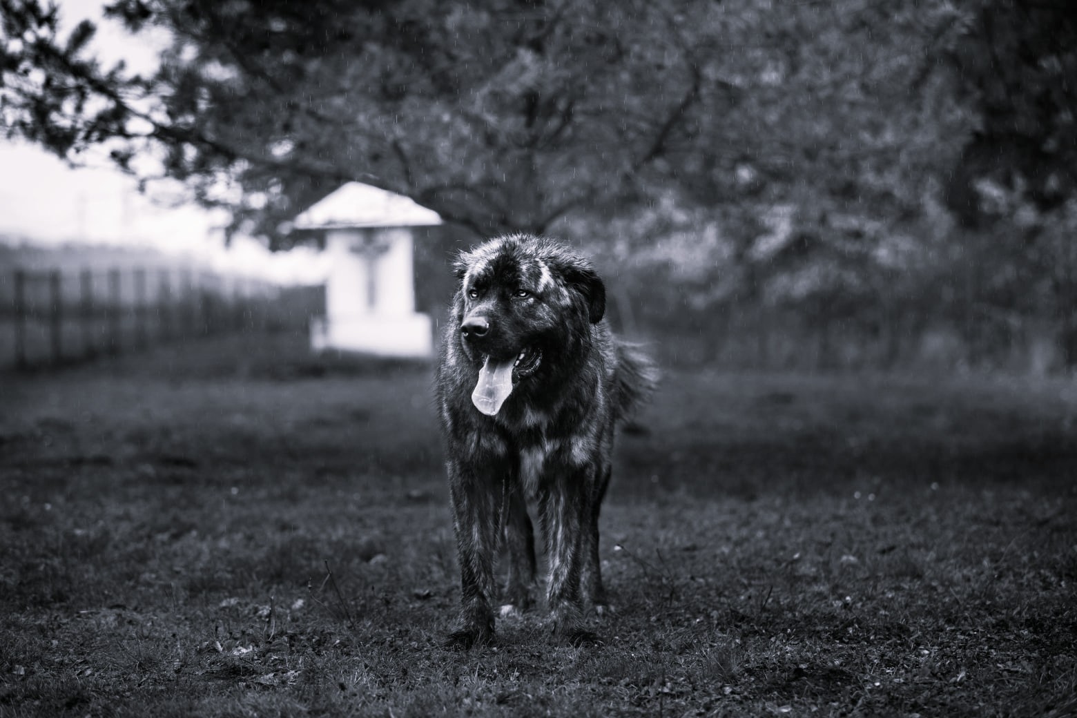 Loki ni dočakal doma: Poslovil se je po dolgih sedmih letih čakanja v zavetišču