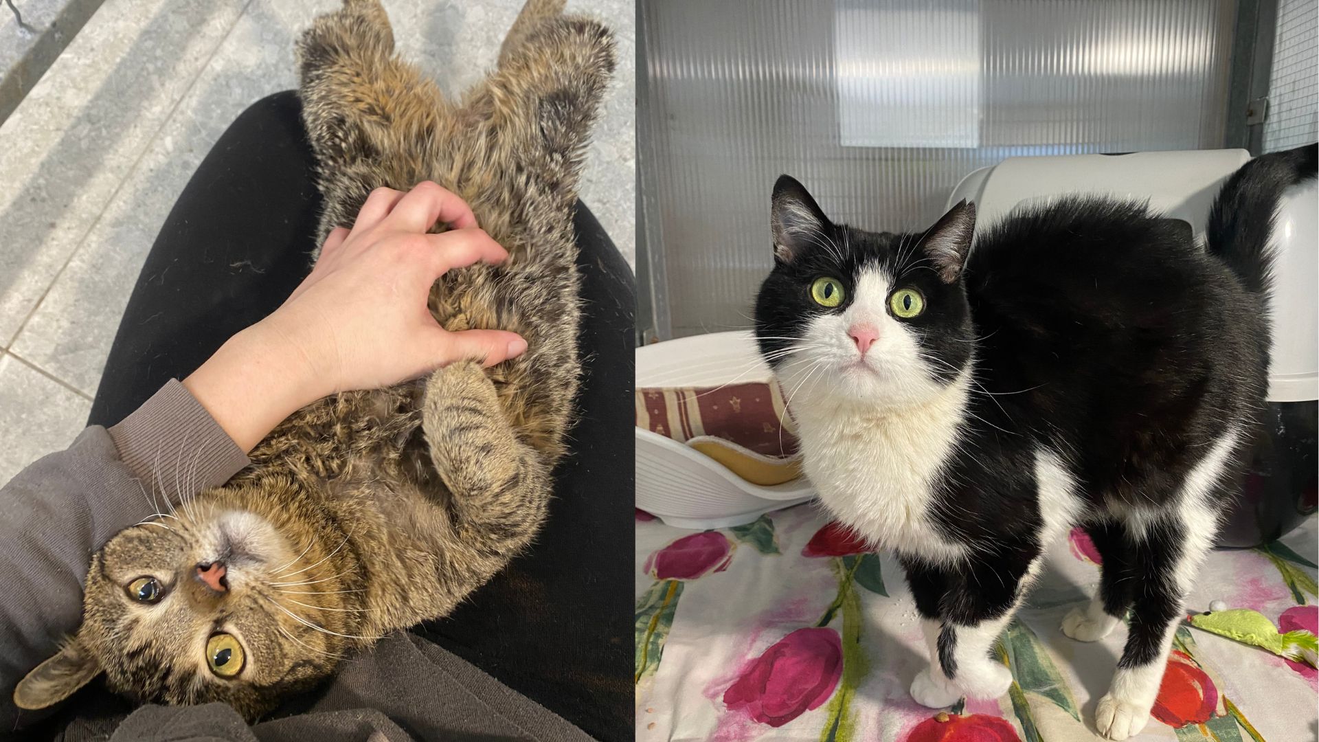 Dve prikupni in cartljivi muci že mesece čakata: Ju bo kdo končno opazil?