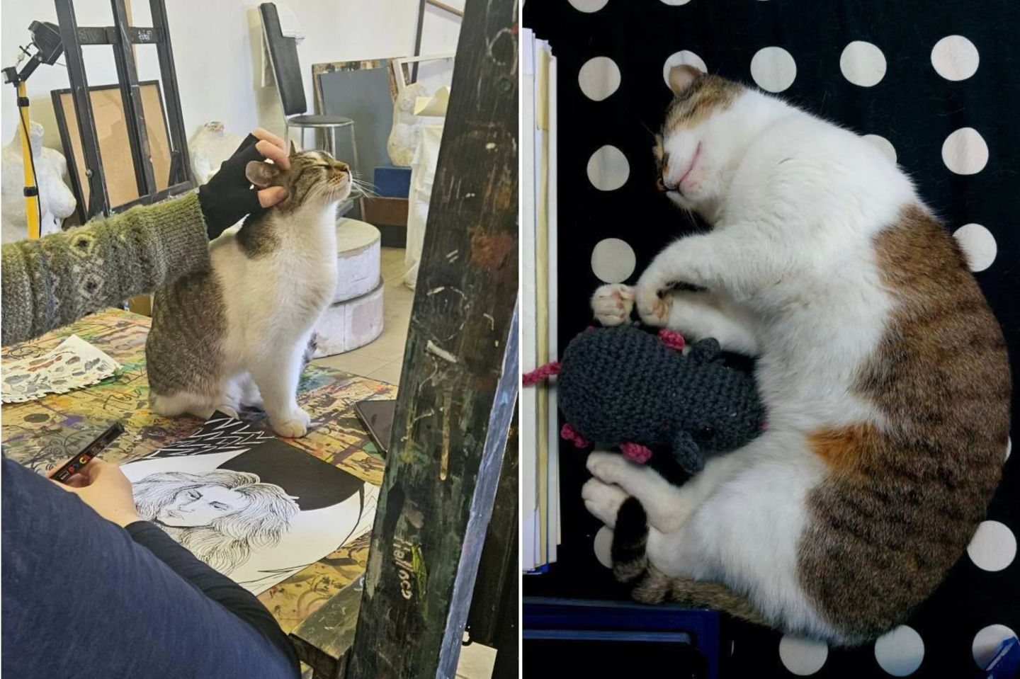 FOTO: Mačka Jagoda prekinja učne ure in zmanjšuje stres v šoli