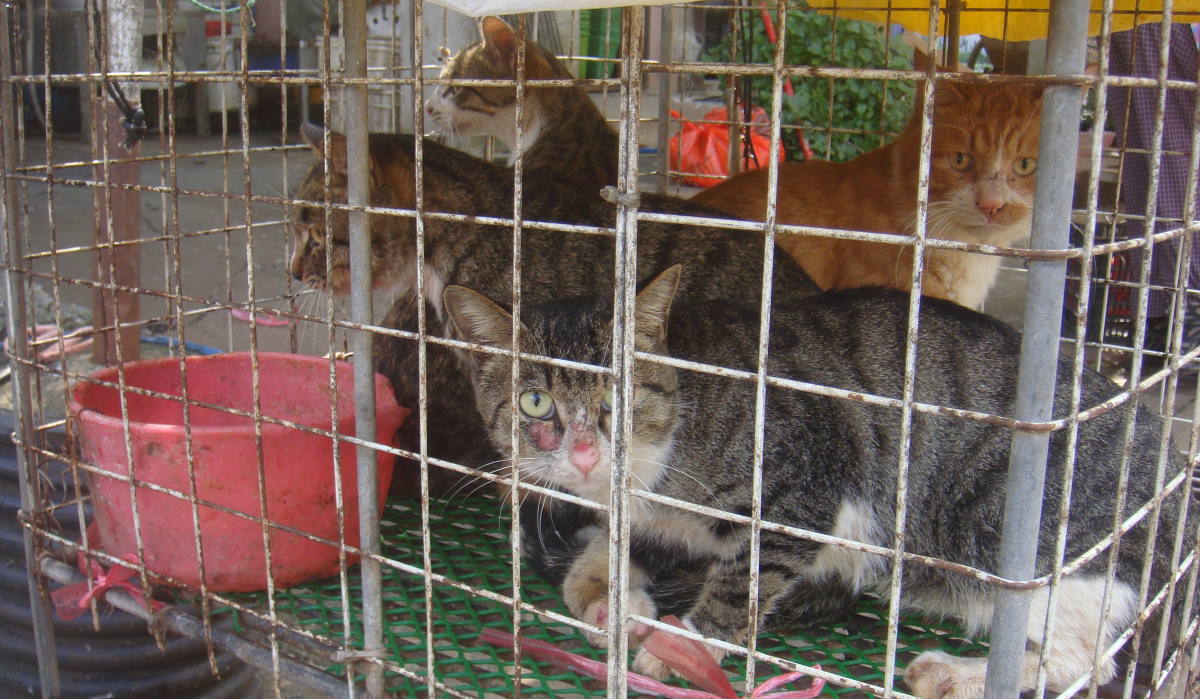 Tisoč mačk na poti v klavnico iz katere bi jih prodali kot svinjina