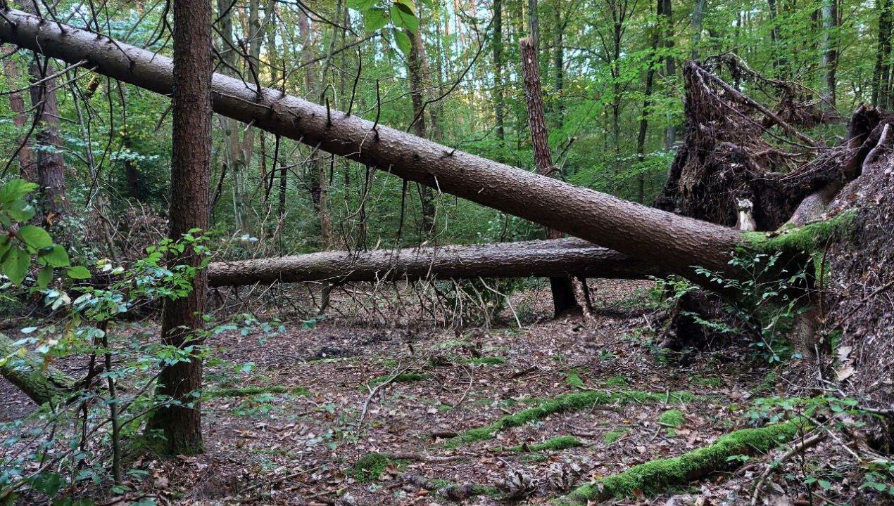 FOTO: Sprehajalce v Stražunu ovirajo podrta drevesa