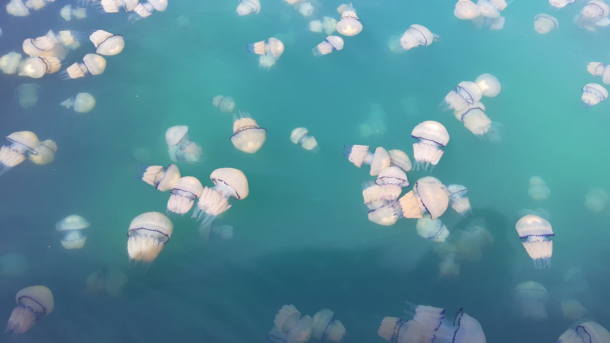 FOTO in VIDEO: Tik ob slovenski meji morje preplavile orjaške meduze, prizori so neverjetni