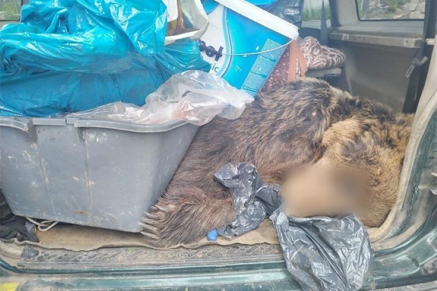 FOTO: Potniki prevažali ustreljenega zaščitenega medveda