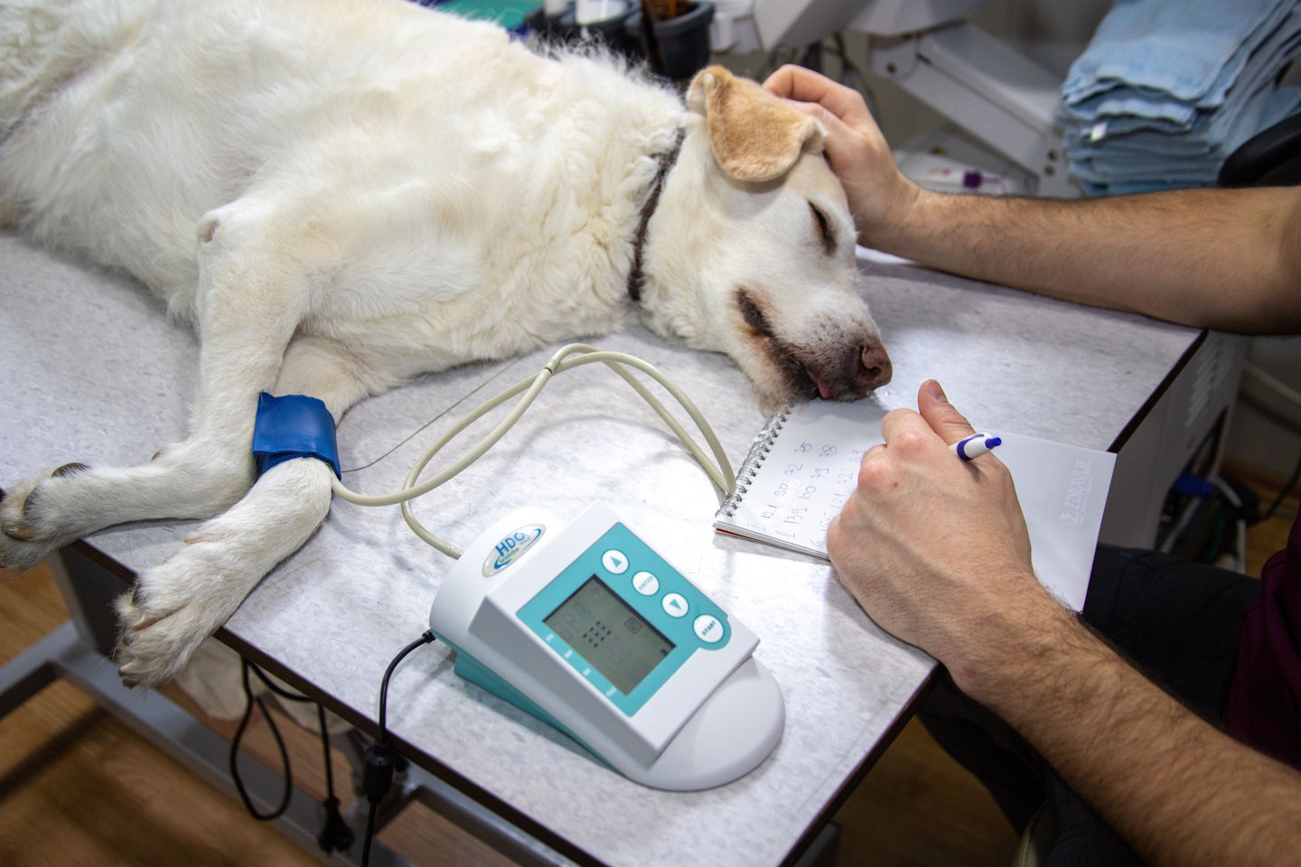 Preobrat pri veterinarskem zakonu: Resnica umaknila predlog, ministrstvo pripravlja novega