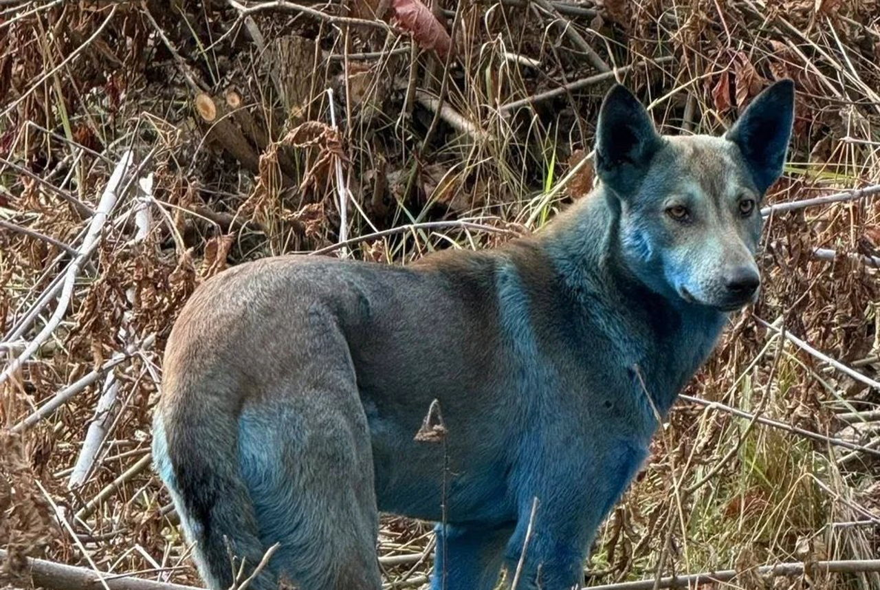 Skrivnost modrih psov v Černobilu razkrita
