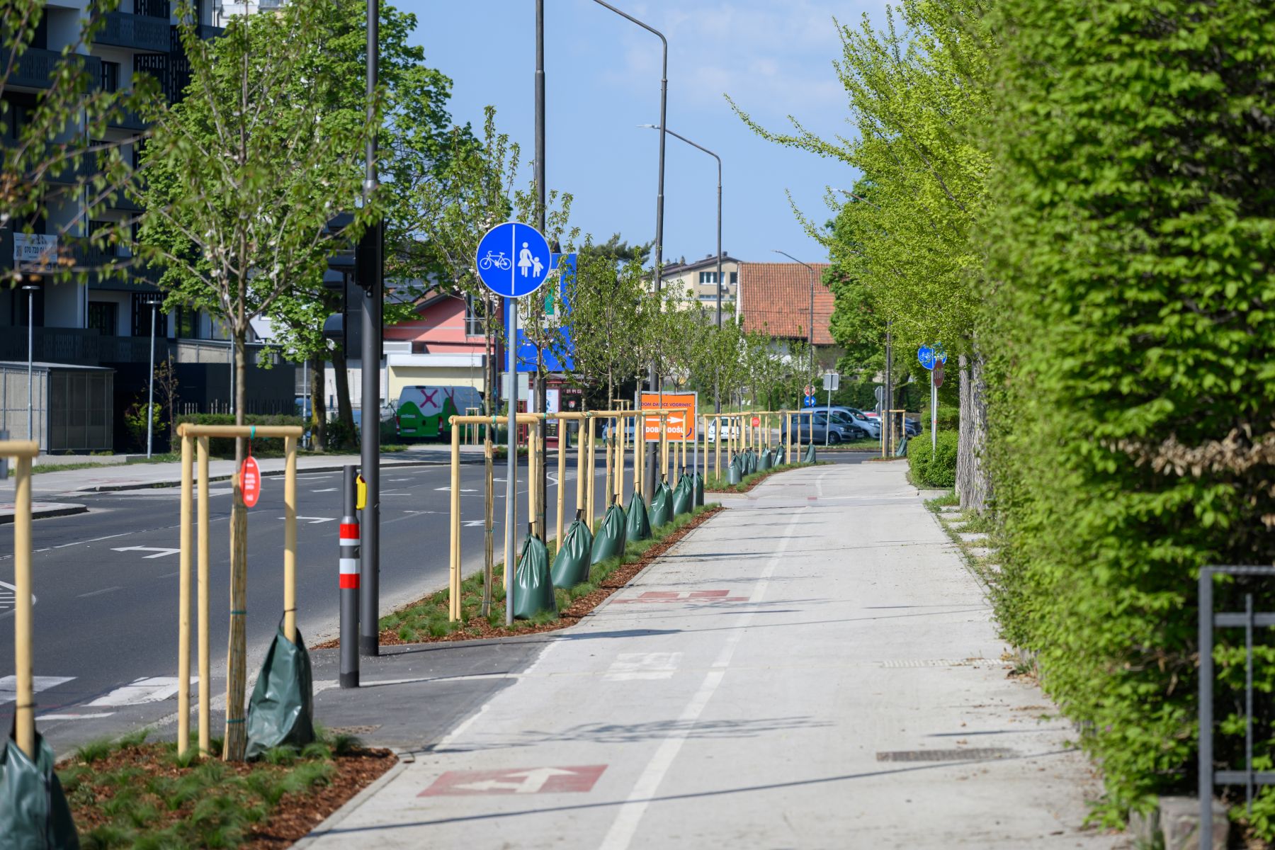 S sajenjem dreves do boljše kakovosti bivanja v Mariboru: Ste že opazili nov drevored okrasnih češenj?