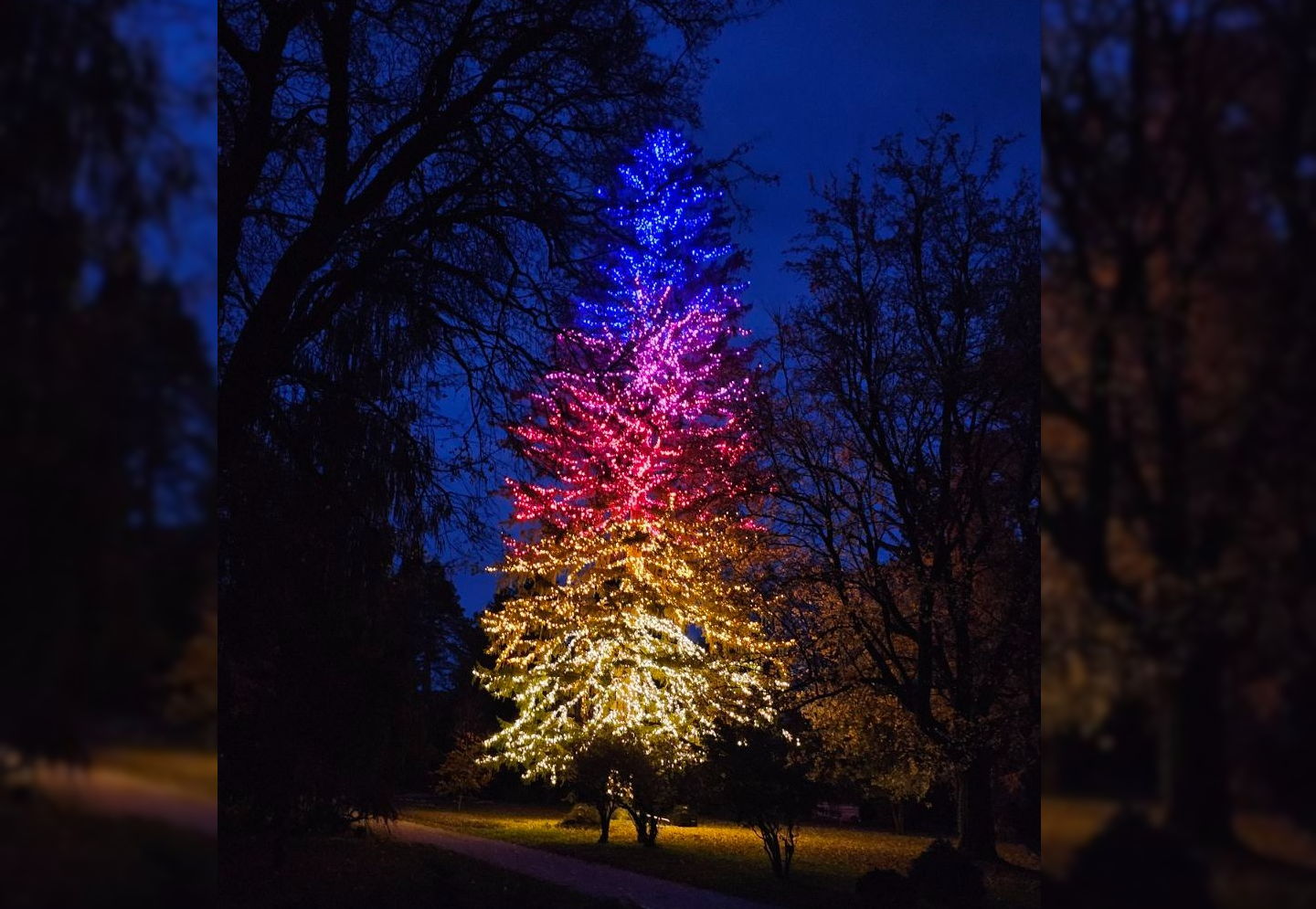 Rekord: Druga najvišja novoletna jelka v Evropi se nahaja v Sloveniji