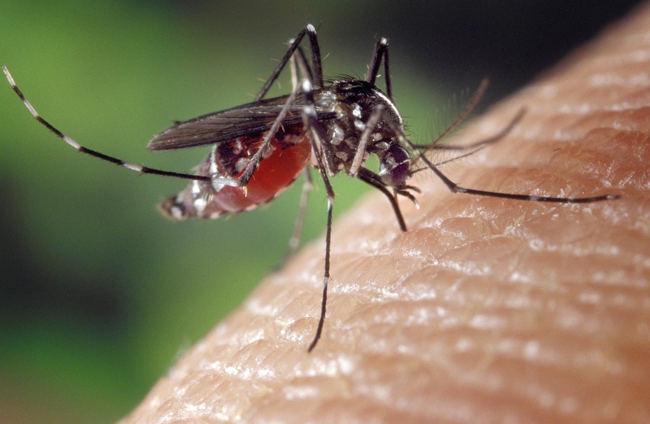 Evropski center svari: Zaradi podnebnih sprememb porast primerov bolezni, ki jih prenašajo komarji