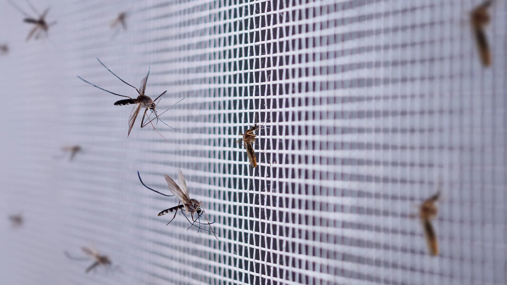 Na Hrvaškem se borijo z množično invazijo komarjev