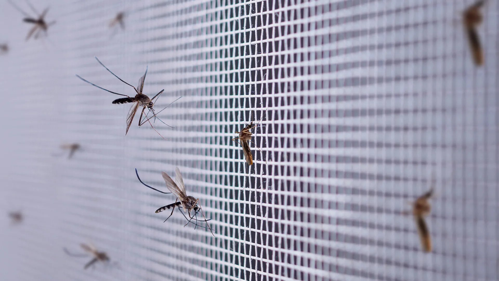 Panika na Hrvaškem: Širi se nevaren virus, ki ga prenašajo komarji (Imajo že tudi prve hude primere okužb)