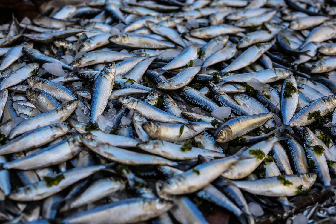 Množični pogin rib na Poljskem, kaj se dogaja?