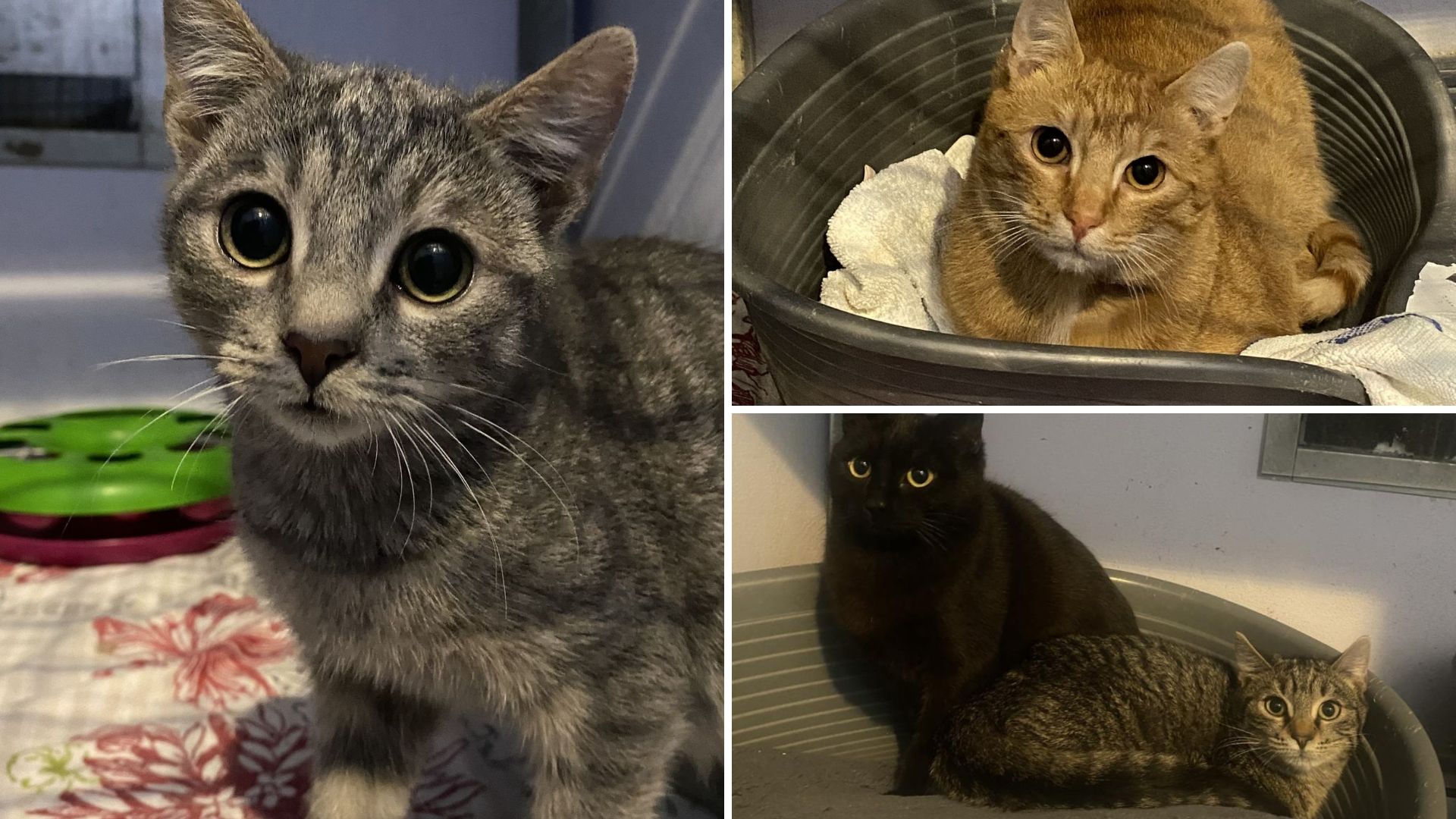 Bi katera od teh muc lahko postala del vaše družine?