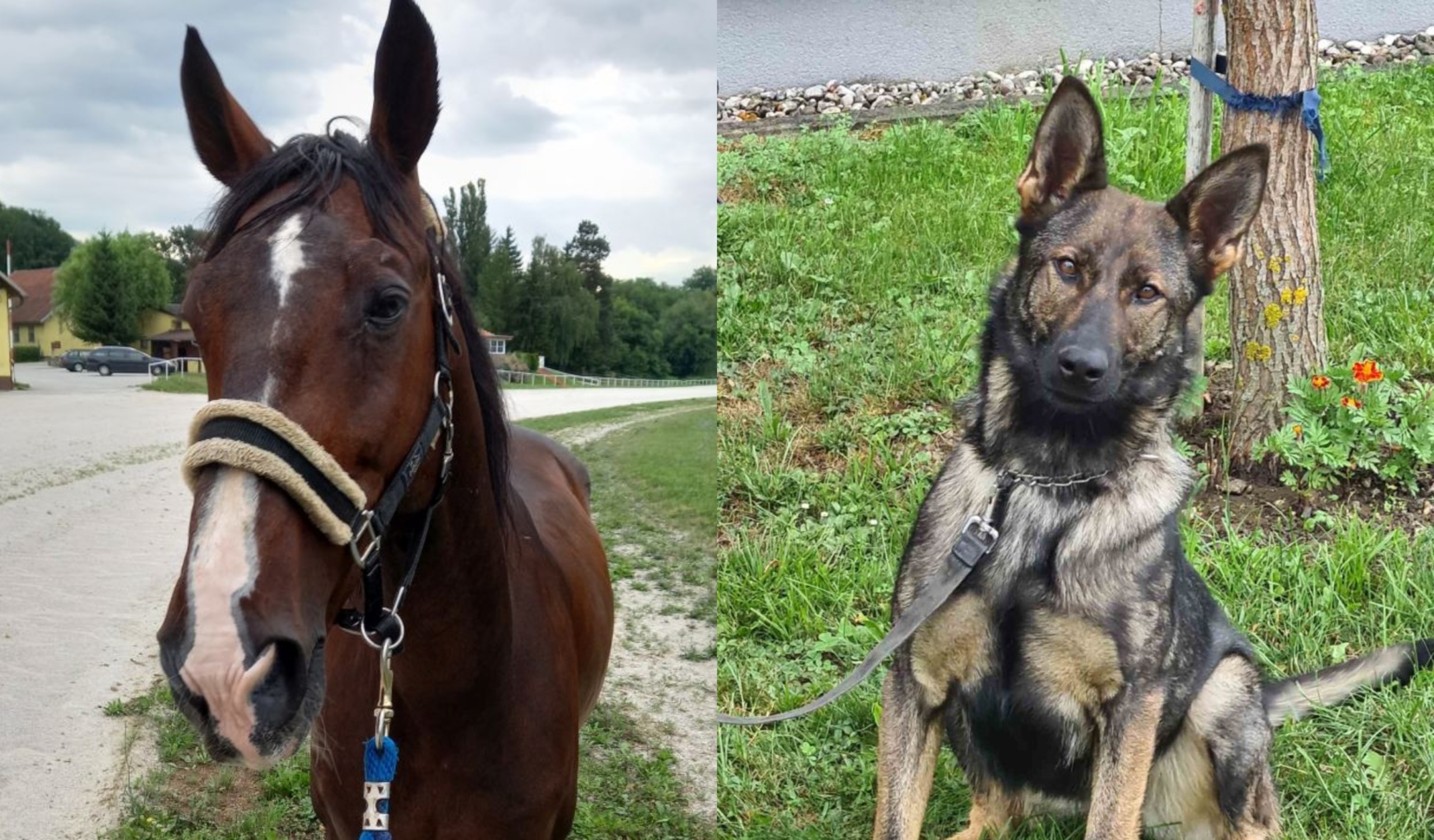 Nov dom iščeta poškodovan policijski konj iz Kamnice in policijska psička