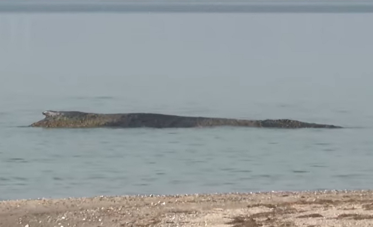 Nasedli kit v Nemčiji: Reševalci bijejo bitko s časom