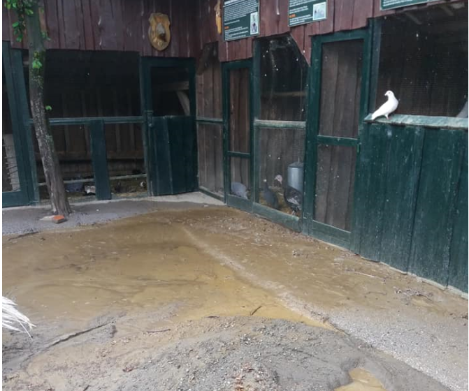 FOTO in VIDEO: Sikaluzoo, priljubljen živalski vrt v Radencih, uničen