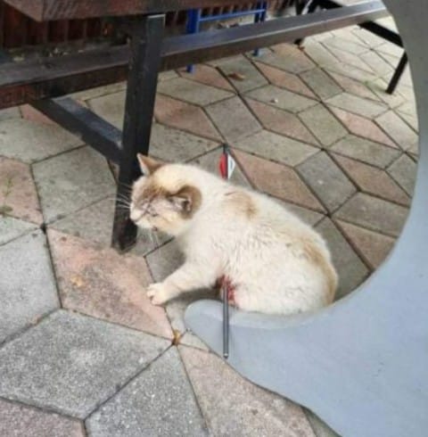 Grozljivo: Brezvestnež s puščico prestrelil mucka, policija ga še išče