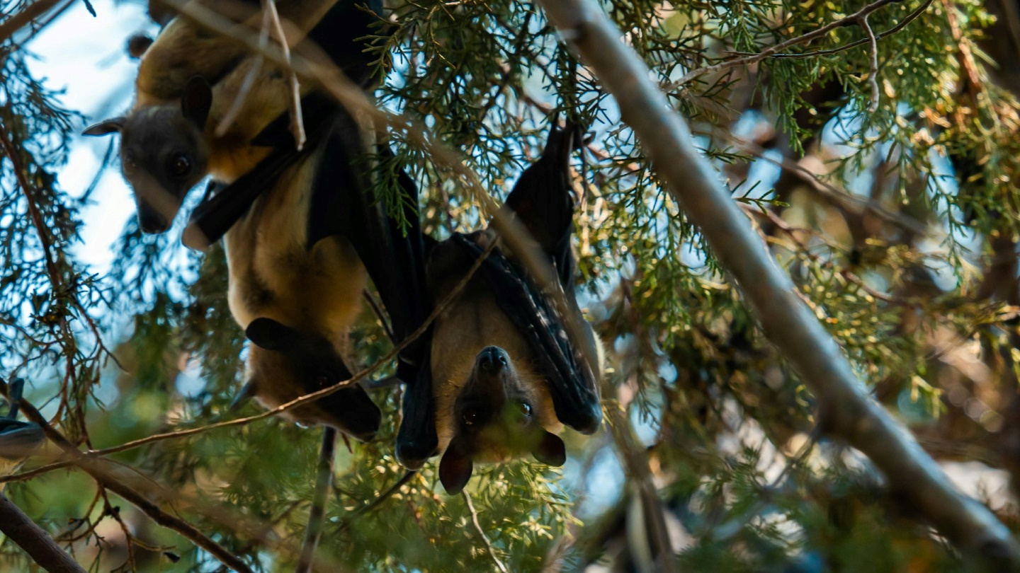 Bodo netopirji povzročili novo pandemijo? Smrtonosni virus vzrok za skrb med prebivalci