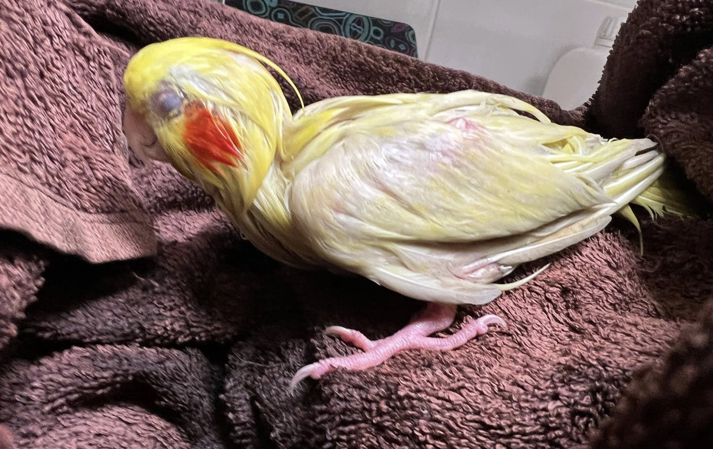 Konec bi lahko bil žalosten: Lastnica s hitrim odzivom rešila svojo nimfo pred smrtjo