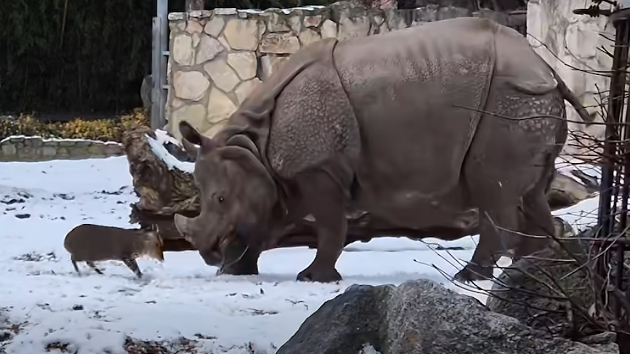 Nevsakdanji dvoboj: Velika nosoroginja zbežala pred jelenčkom