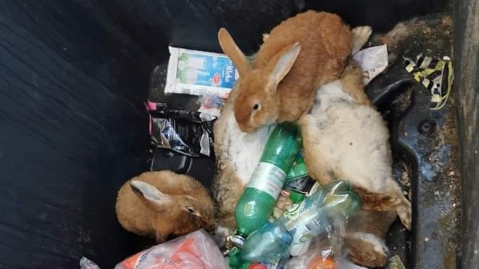 Zavržno: V smetnjaku neznanec pustil umreti kunca