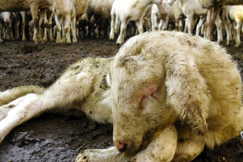 Nov primer mučenja živali na Štajerskem