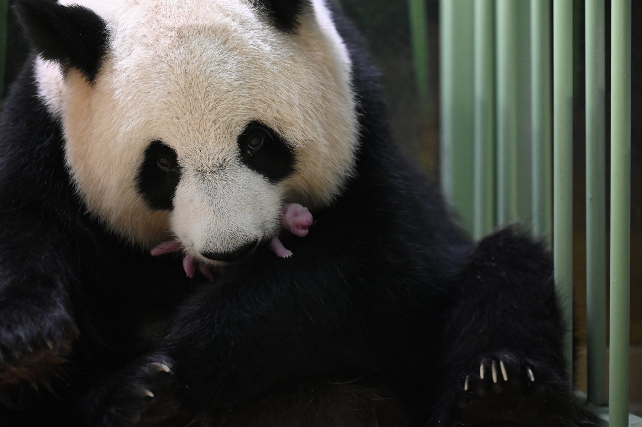 FOTO in VIDEO: Francoski zoo bogatejši za malčici orjaškega pande