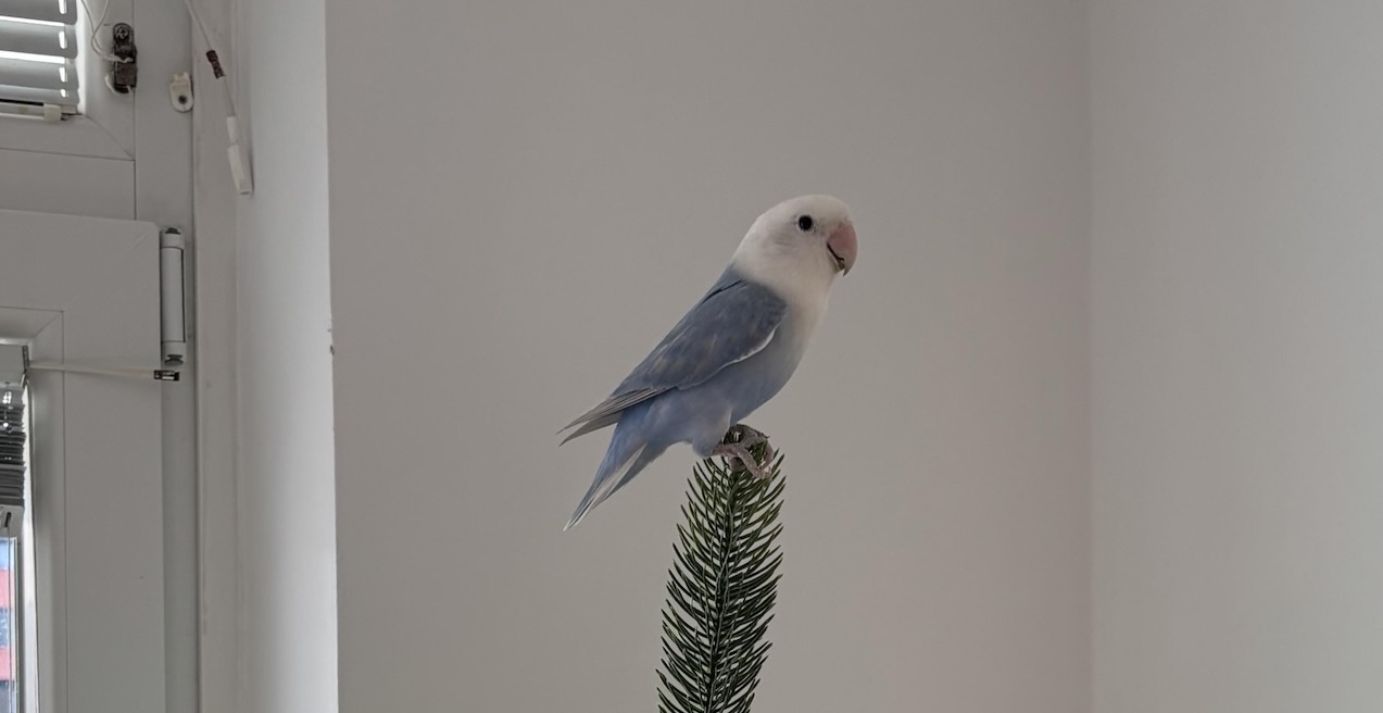 Obupani lastnik prosi za pomoč: Ste v okolici Trusta opazili Rika?