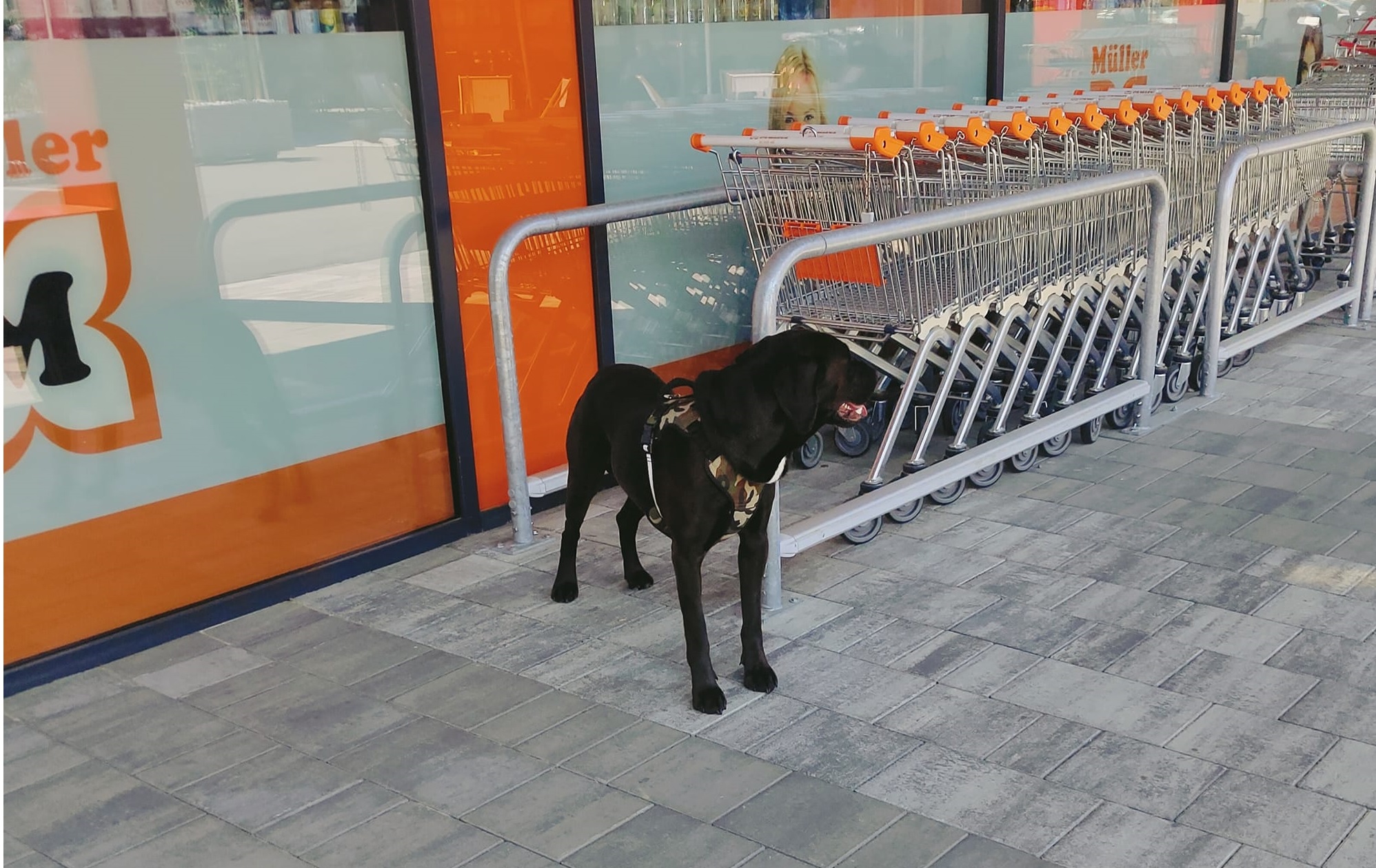 FOTO: Štajerka iz vročega avta rešila psa