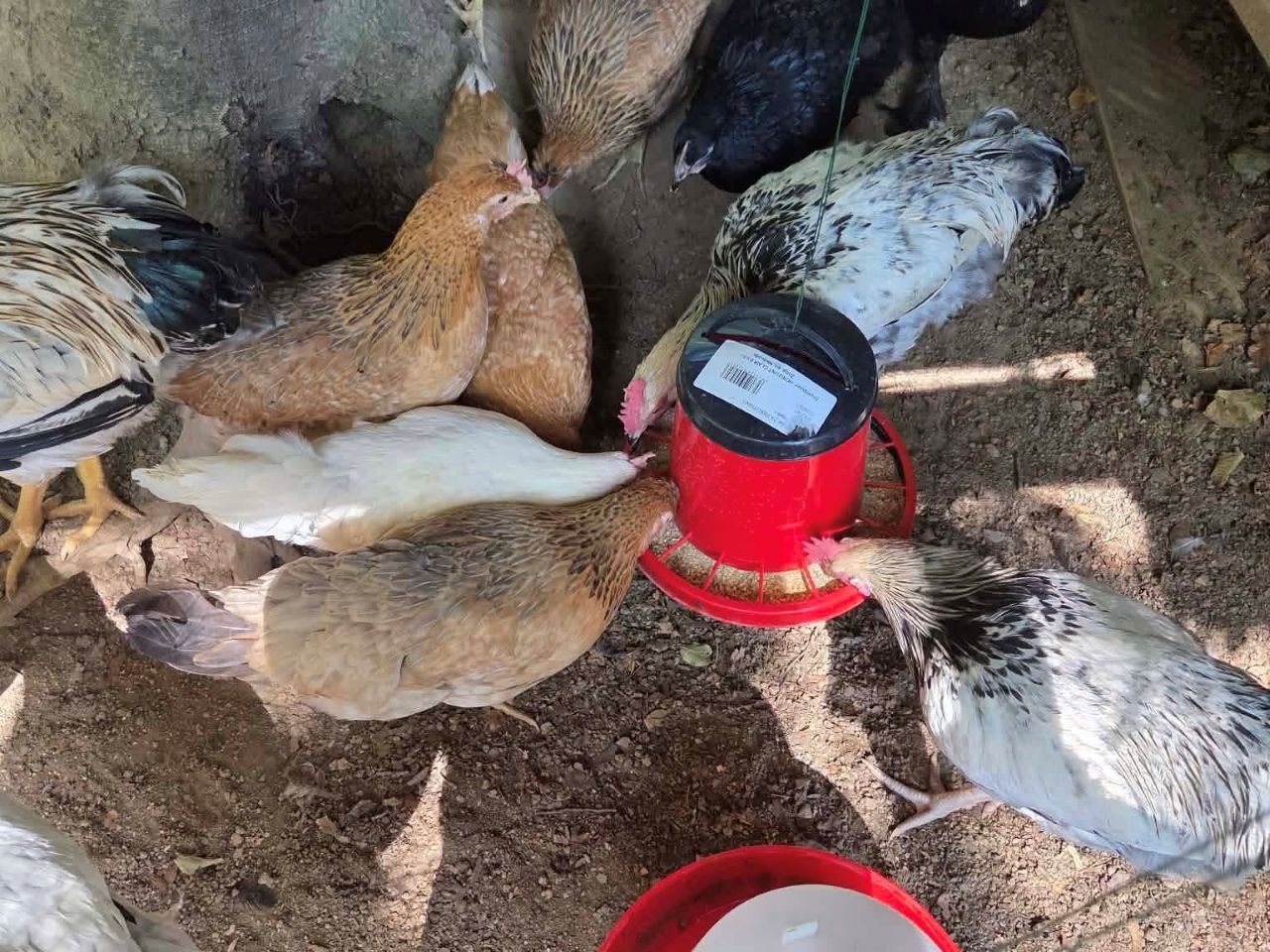 Pet majhnih življenj išče svojo priložnost: Jim lahko podarite dom za vedno?
