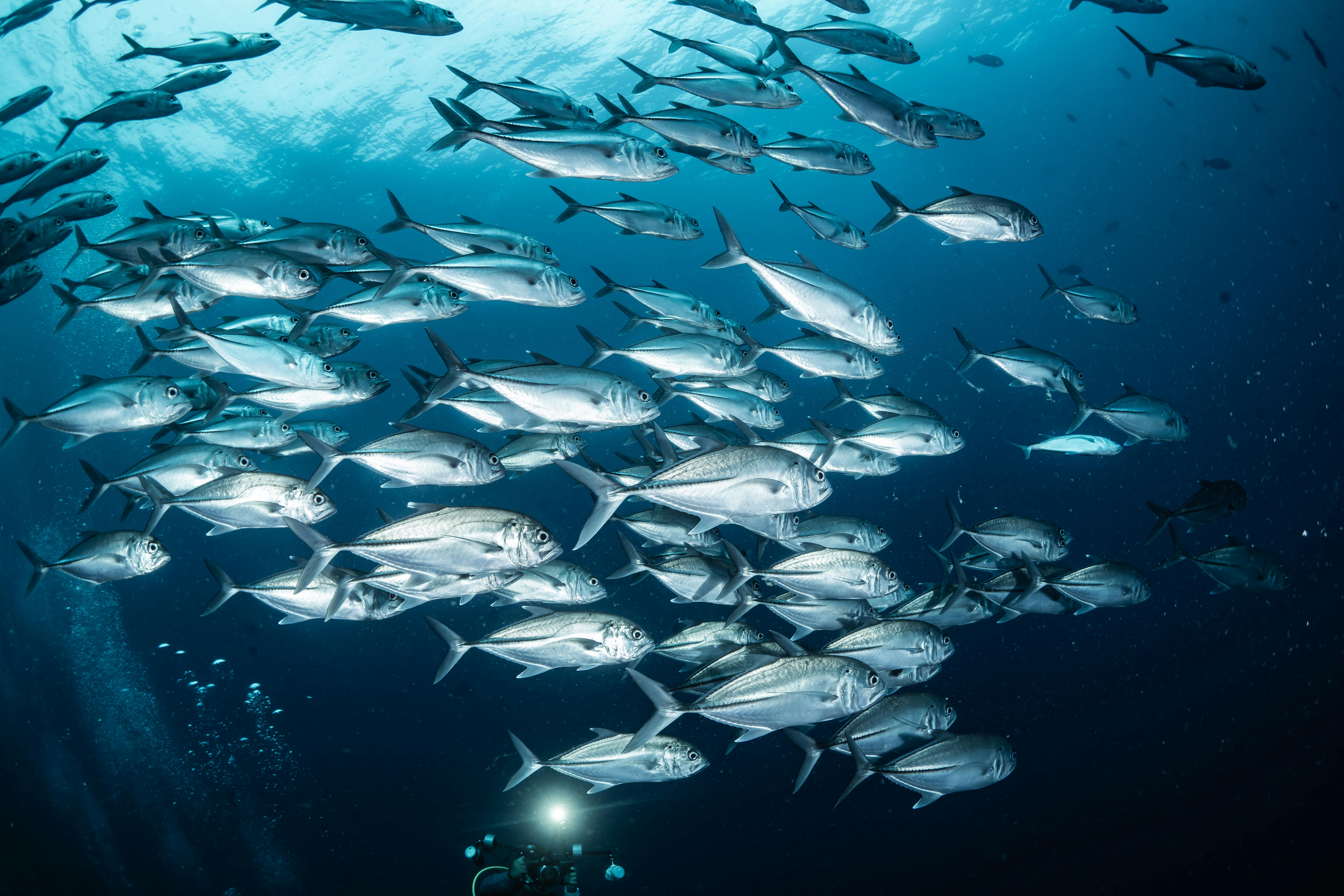 Nenavadni prizori v slovenskem morju: Tune je vse več, naši ribiči pa je ne smejo loviti, zakaj