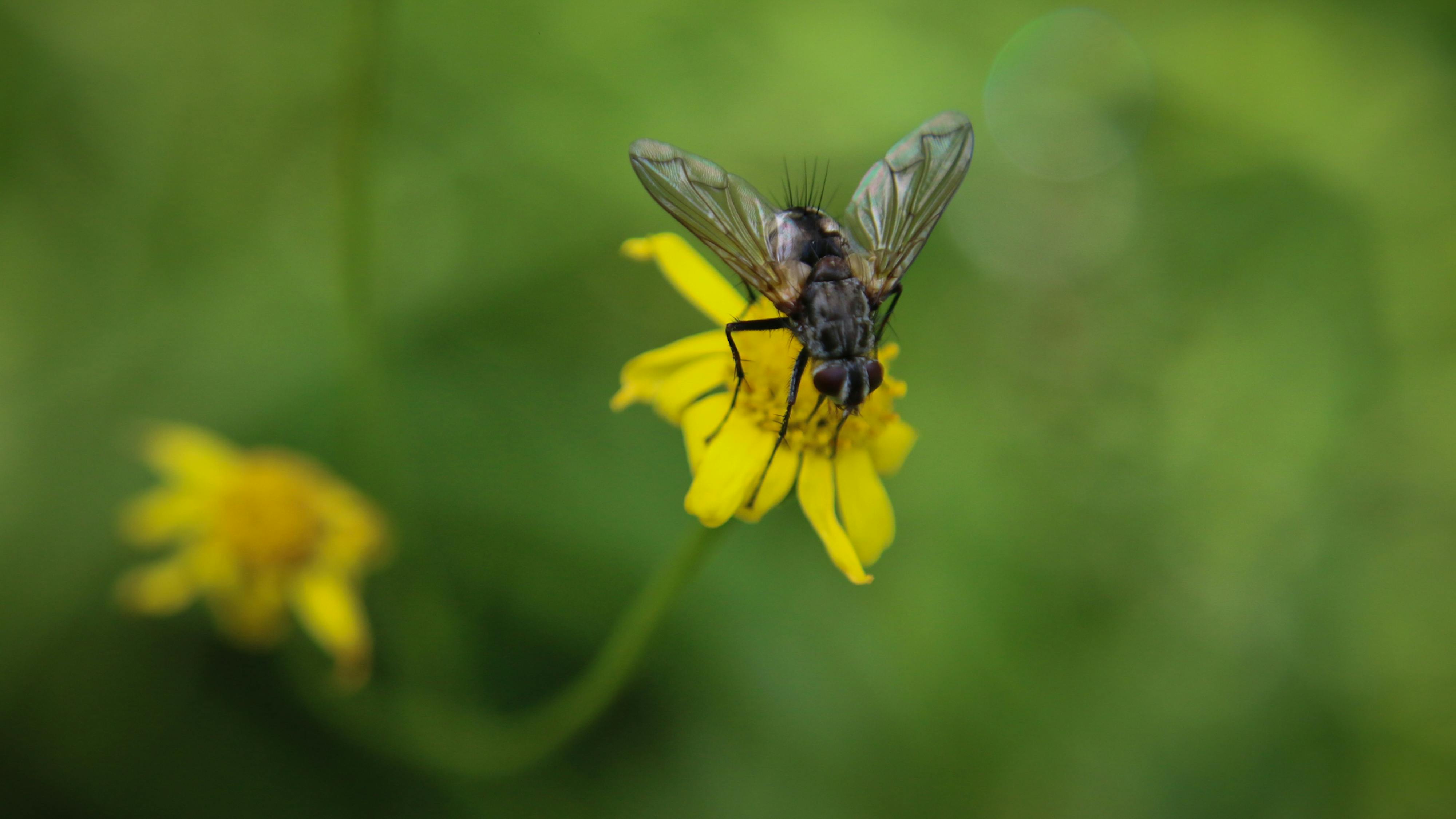Le tri kilometre od slovenske meje zaznali izredno nevarno žuželko