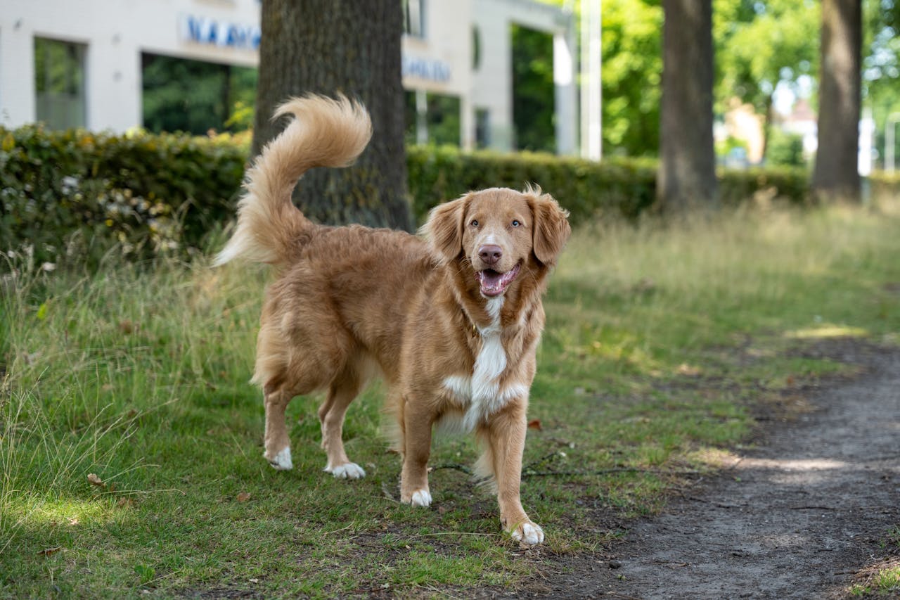 Mahanje z repom ne pomeni vedno sreče: To vam pes dejansko sporoča