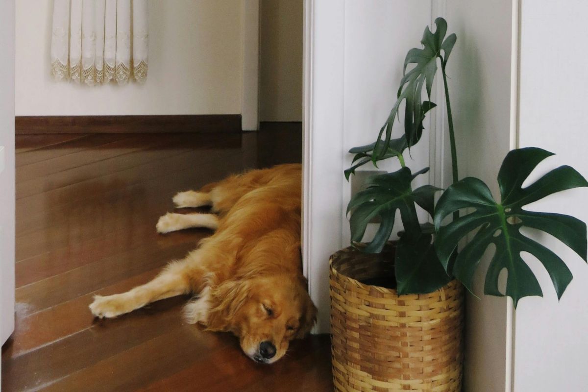 Imate hišnega ljubljenčka? EU glede njih uvaja stroga pravila