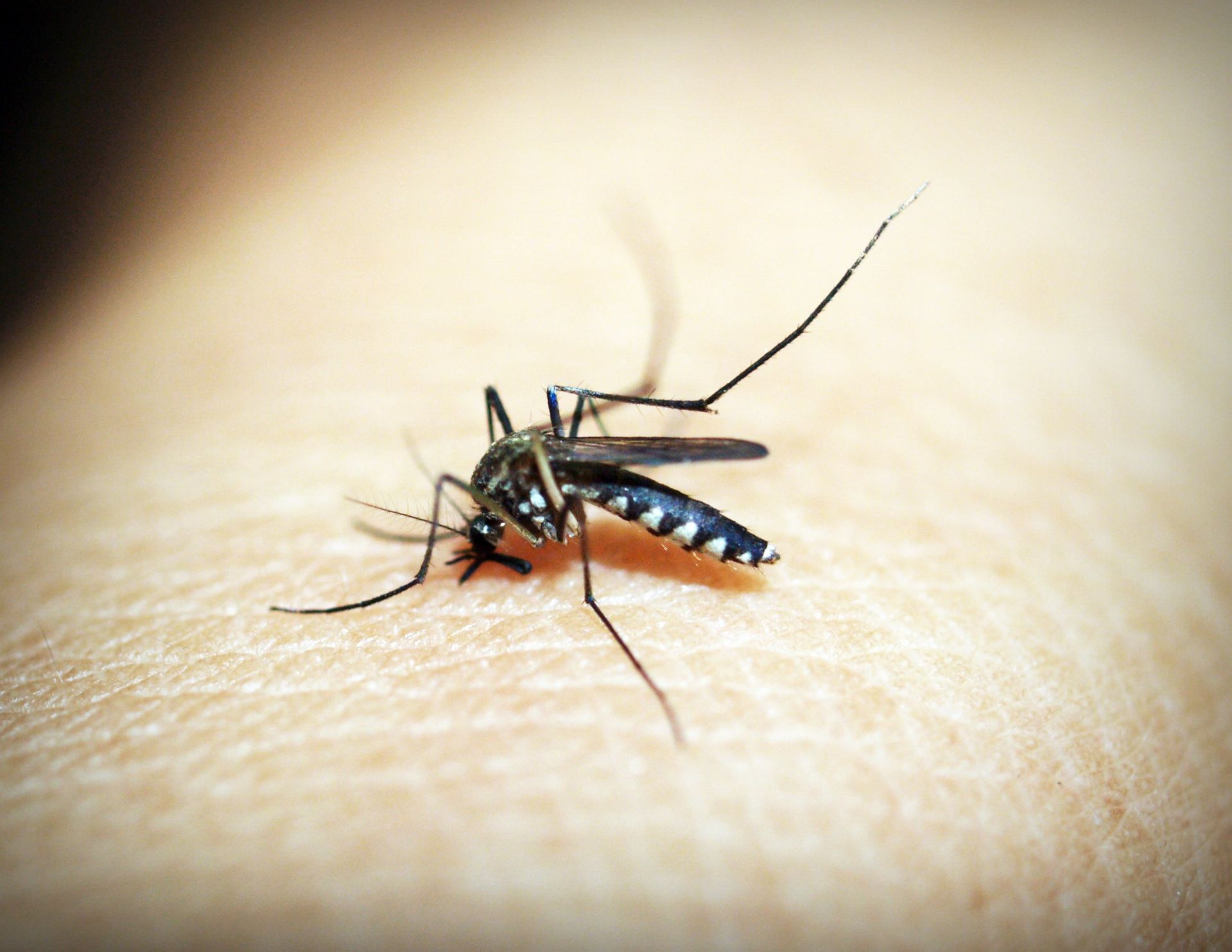 Pozor pred piki komarjev na dopustu: Širi se virus, v regiji že več smrtnih primerov