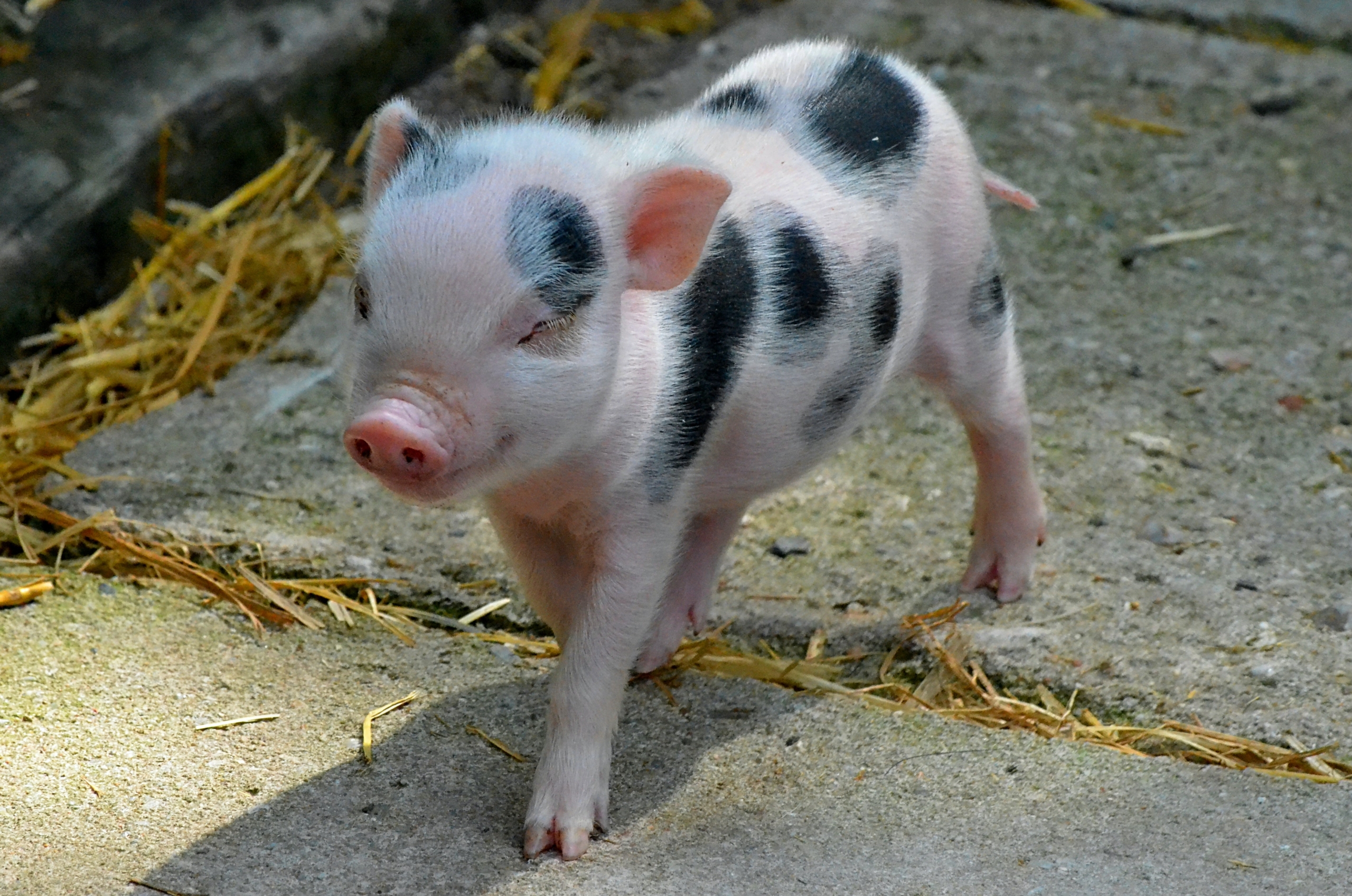 Žalostna zgodba mini pujsa na Štajerskem, darilo, ki je postala nočna mora