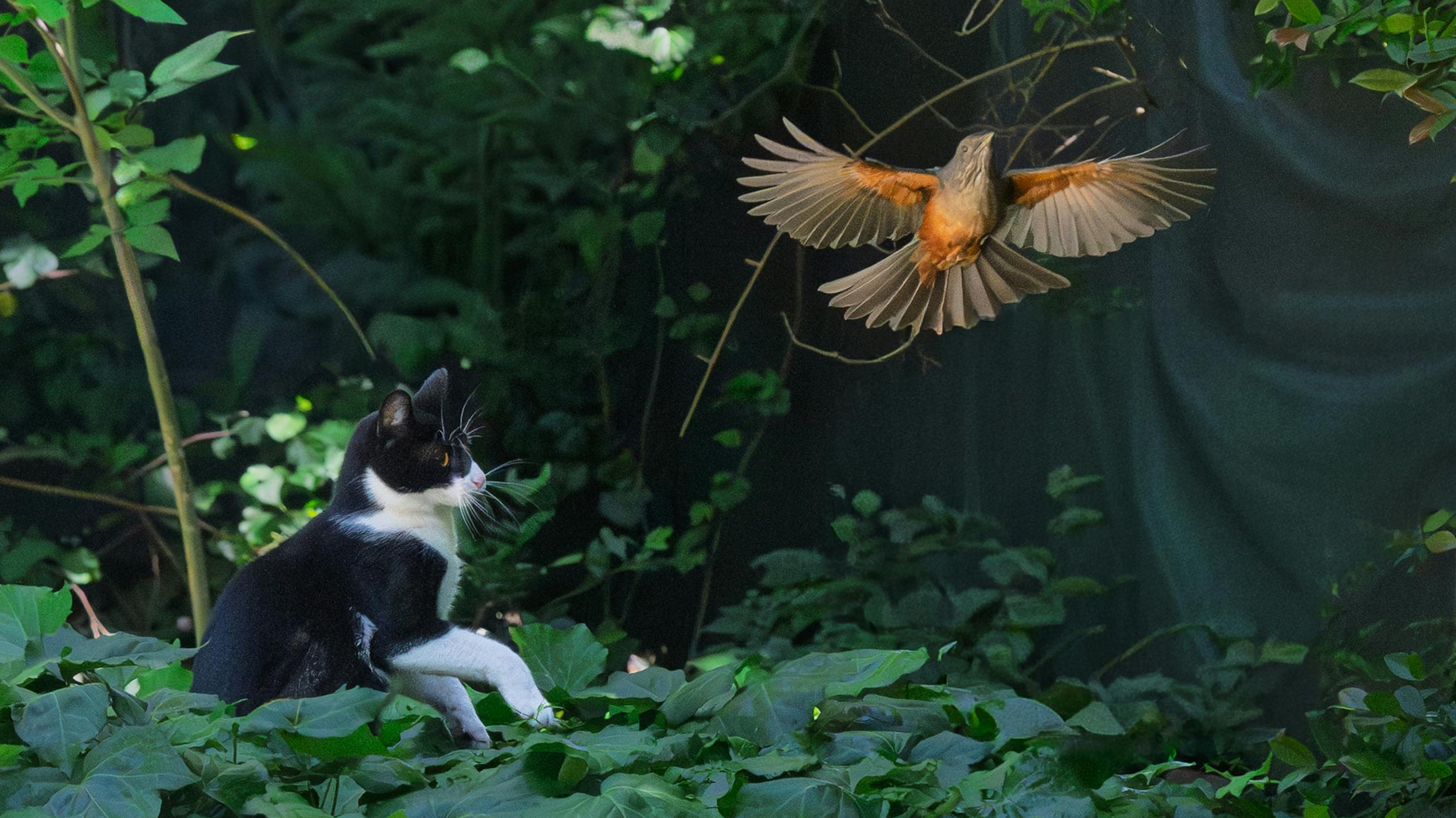 Lahko mačka, ki poje ptico, okuženo s ptičjo gripo, postane prenašalec virusa na ljudi?