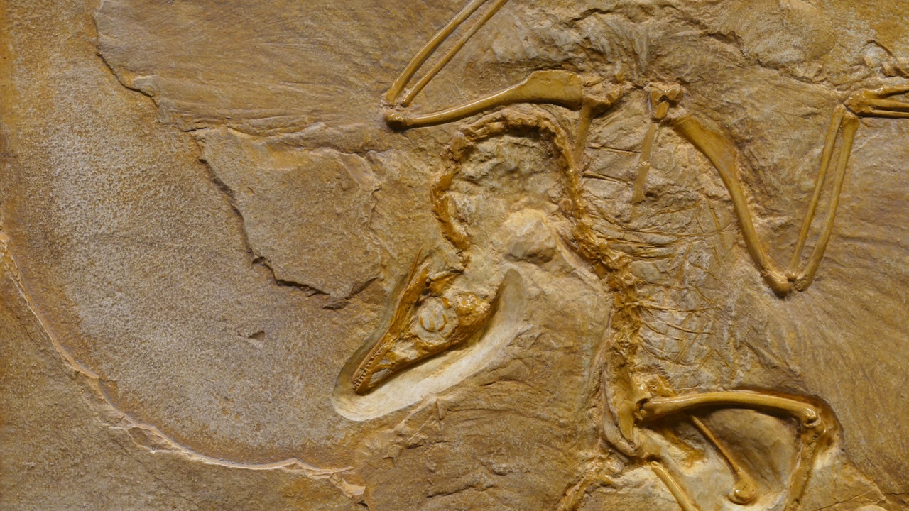 Pri Trstu našli fosile vsaj sedmih dinozavrov, eden ohranjen skoraj v celoti