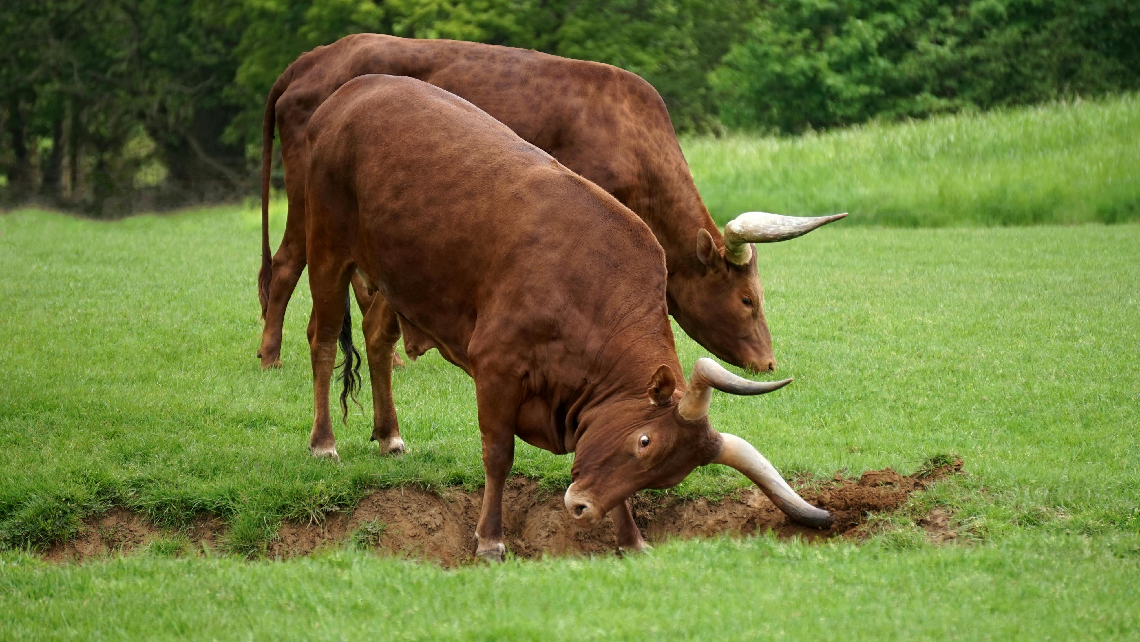 Panika pri naših sosedih: Iz klavnice pobegnila mlada bika