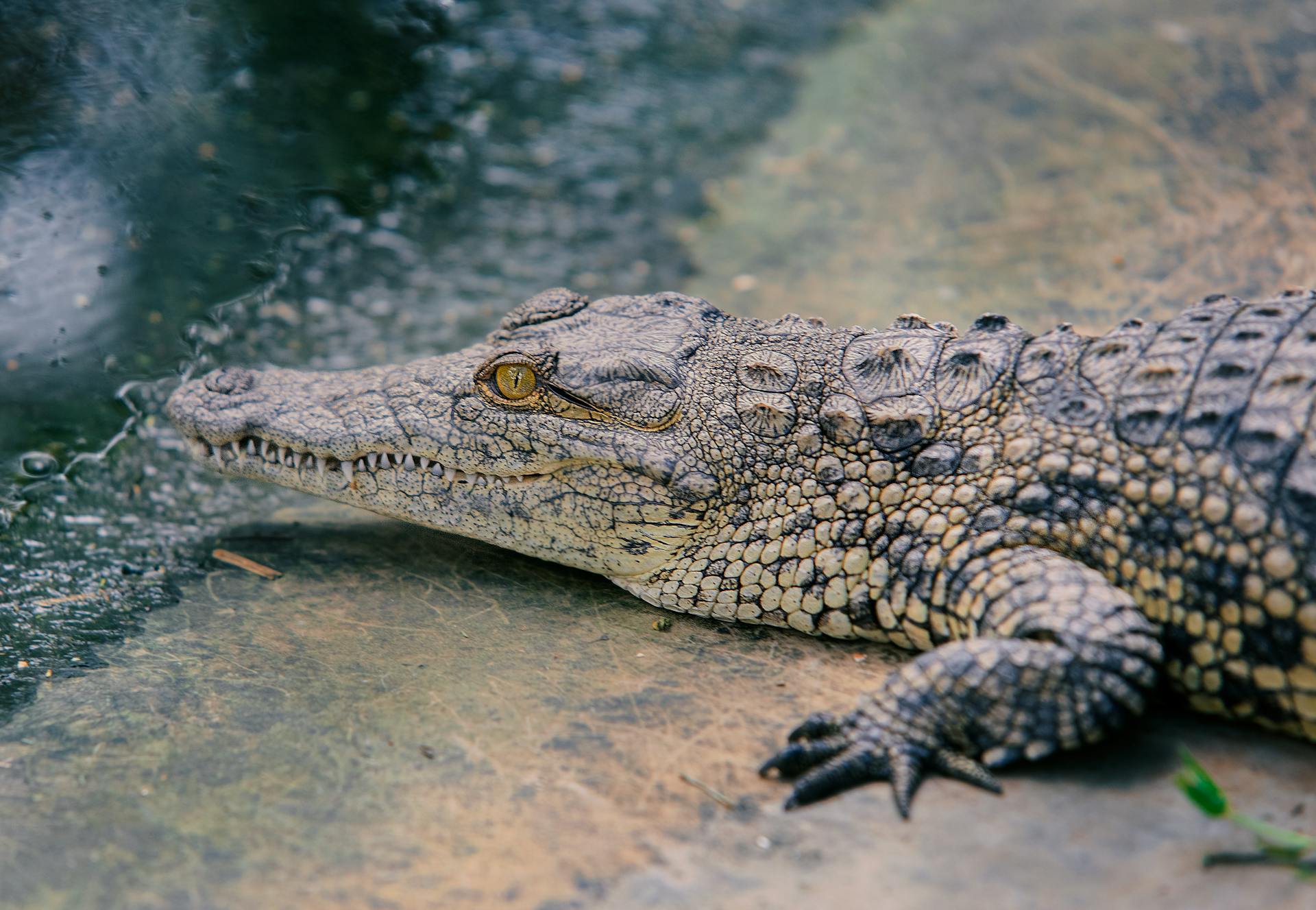 Grozljivo: Po napadu krokodila našli posmrtne ostanke 12-letne deklice (Nazadnje so jo videli med plavanjem v potoku)