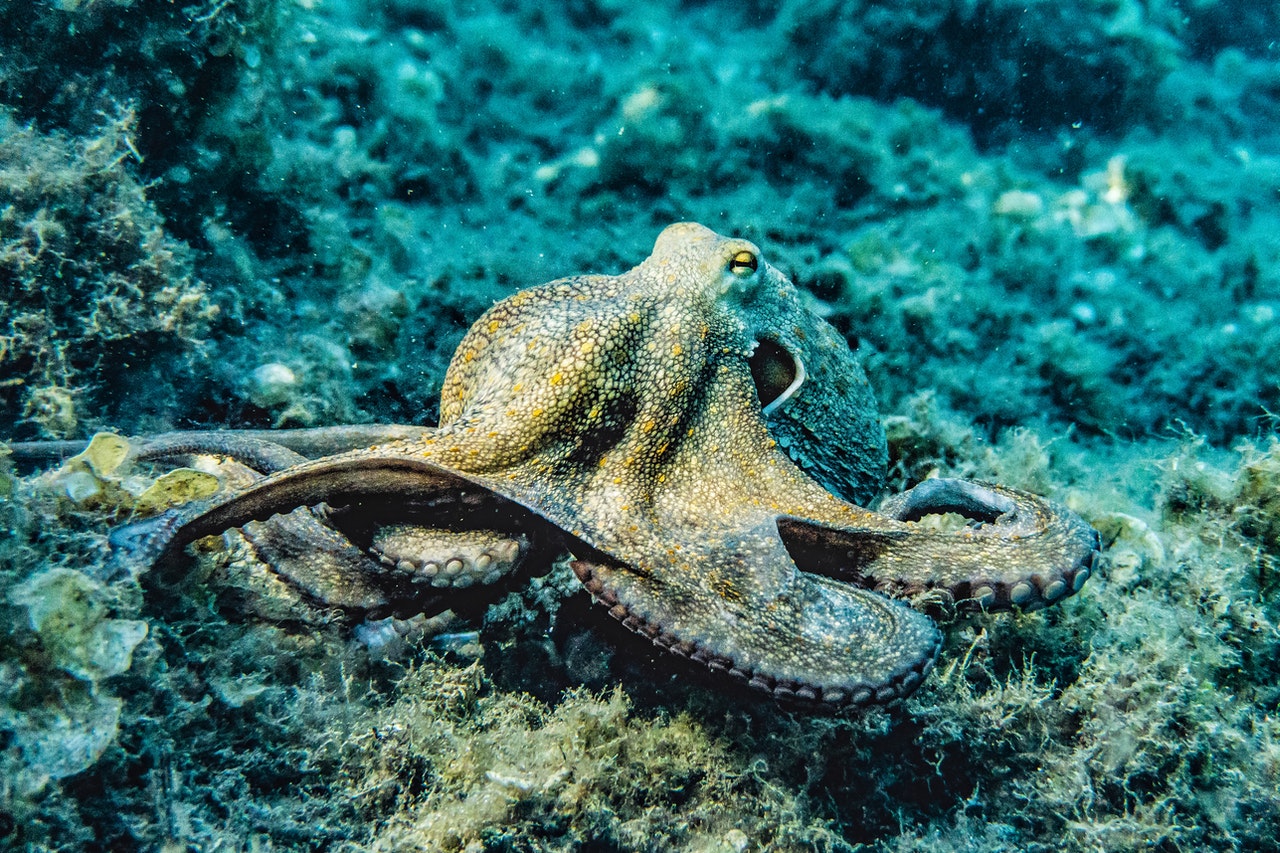 Hobotnice se pred nadlegovalci branijo na ta simpatičen način