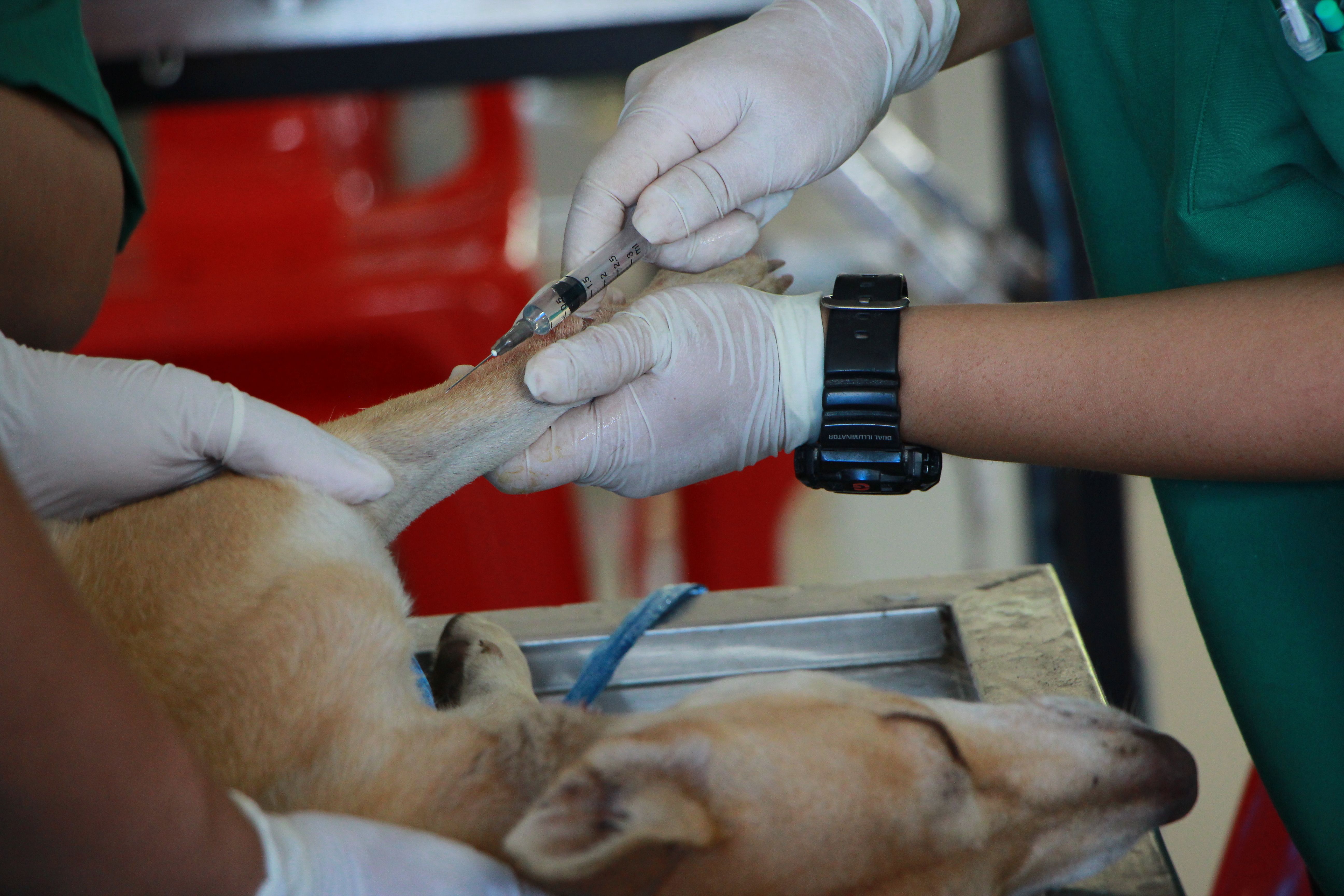 Kdo bo zagotavljal dežurstva? Maribor ima šest ambulant, a veterinarjev je premalo