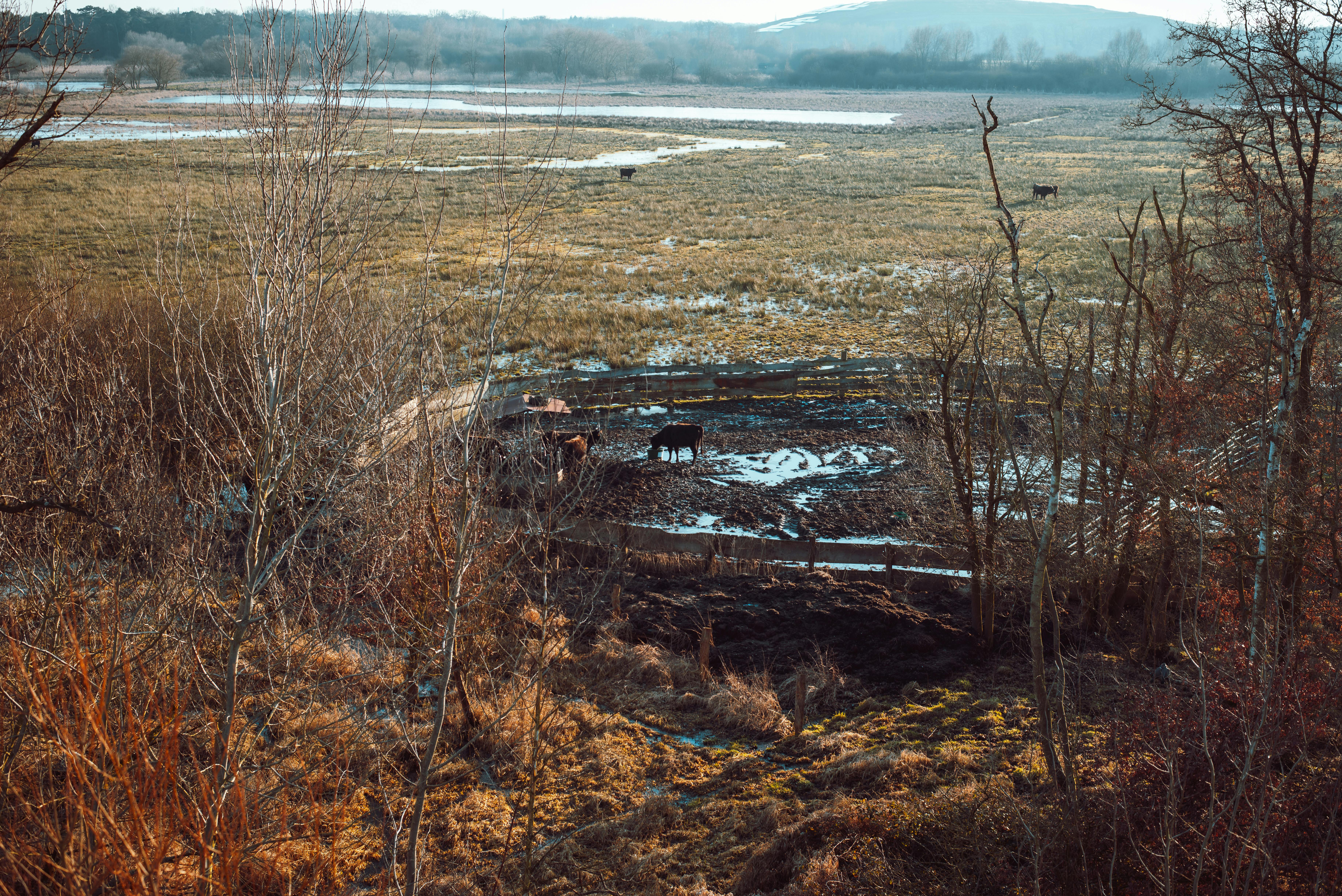 Slovenija uvaja obvezno cepljenje, stroške cepiva časti država