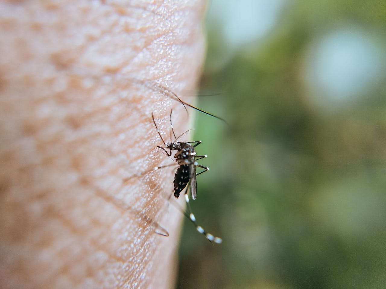 Kako se zaščitimo pred insekti?