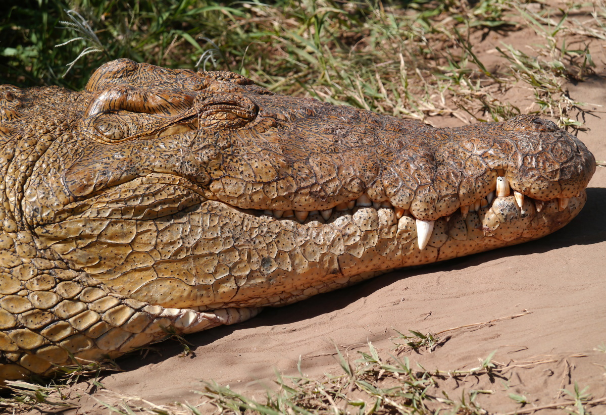 Namesto krokodila na ogled torbica iz krokodilje kože