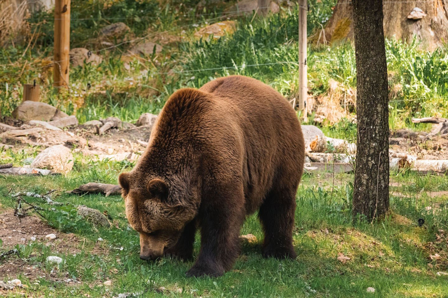 FOTO: Planinci pri Slovenskih Konjicah opazili medveda in pozivajo k previdnosti