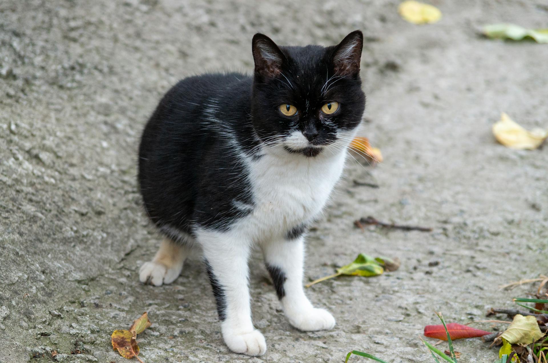 Zakaj mačke vedno pristanejo na nogah? So znanstveniki končno ugotovili velik misterij?
